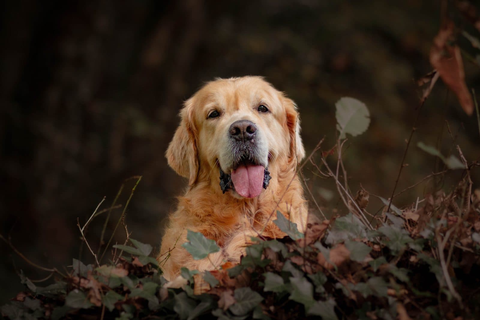 Un golden retriever souriant, au milieu du lierre
