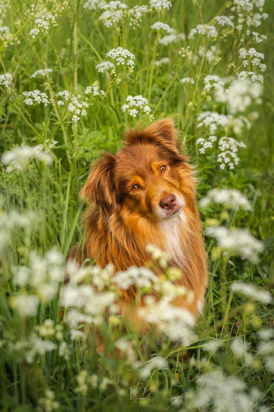 Un berger australien au milieu des fleurs sauvages